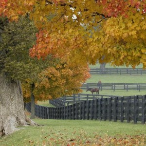Horse fence, Wood Horse Fence